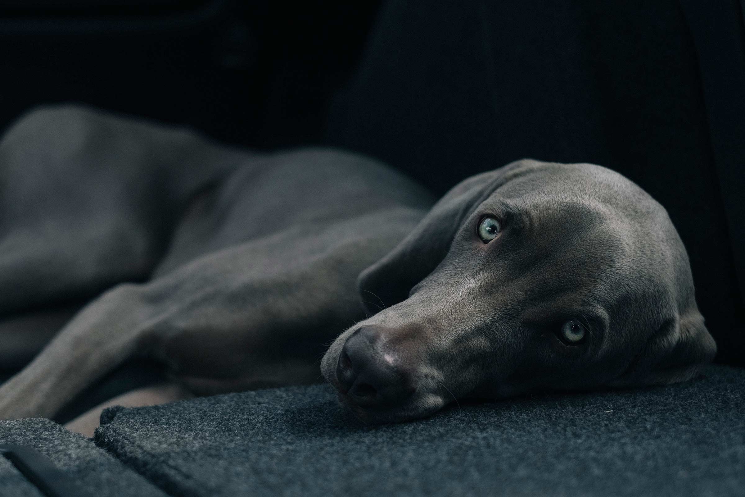 Resultado de imagen para Weimaraner sAD